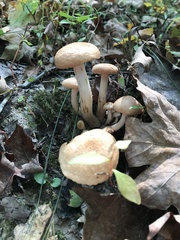 Desarmillaria tabescens