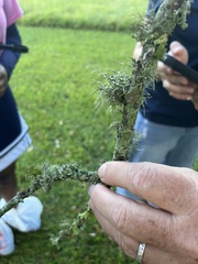 Usnea strigosa