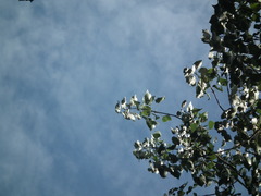Populus tomentosa