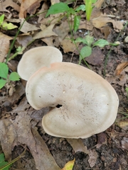 Lactarius quietus