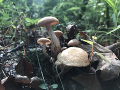 Desarmillaria tabescens