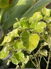 Polyscias guilfoylei