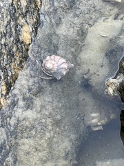 Clibanarius vittatus