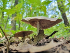Lactarius quietus