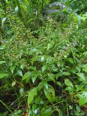 Ocimum campechianum