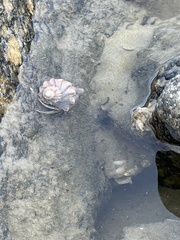 Clibanarius vittatus