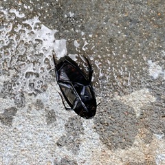 Hydrophilus aculeatus