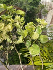 Polyscias guilfoylei