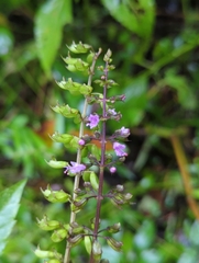 Ocimum campechianum