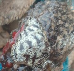 Botrylloides leachii