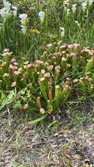 Sarracenia minor
