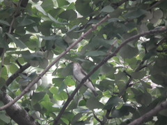 Muscicapa sibirica