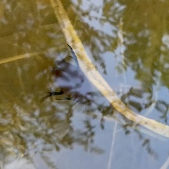 Hydrophilus aculeatus