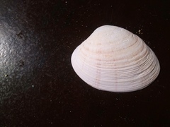 Ezocallista brevisiphonata