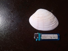 Ezocallista brevisiphonata