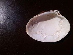 Ezocallista brevisiphonata