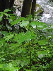 Cnidoscolus multilobus