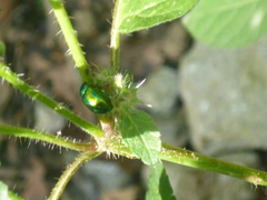 Chrysolina fastuosa