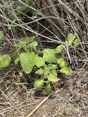 Ruellia occidentalis