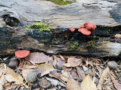 Tubaria rufofulva