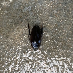 Hydrophilus aculeatus