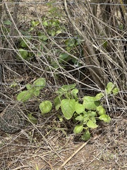 Ruellia occidentalis