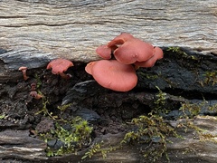 Tubaria rufofulva
