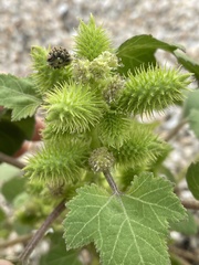 Xanthium