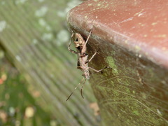 Riptortus linearis
