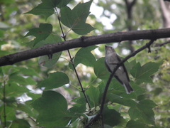 Muscicapa sibirica