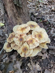 Armillaria mellea