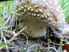 Amanita pantherina