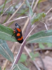 Cercopis intermedia