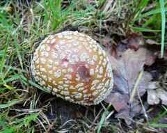 Amanita pantherina