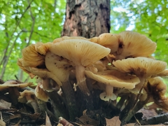Armillaria mellea