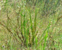 Baccharis altimontana