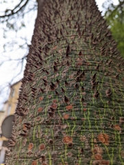 Ceiba speciosa