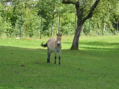 Equus ferus