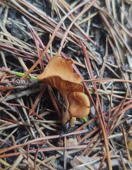Gymnopilus decipiens