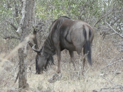Connochaetes taurinus taurinus