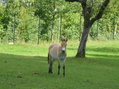 Equus ferus