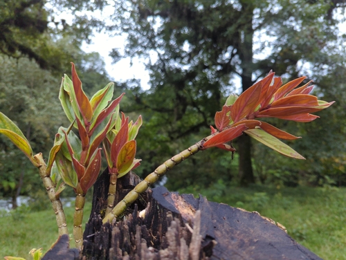Columnea schiedeana, photograph 6
