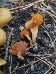 Gymnopilus decipiens