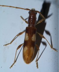 Heterachthes quadrimaculatus
