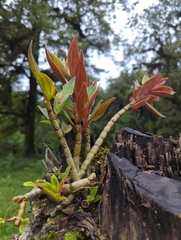 Columnea schiedeana