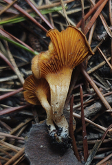 Gymnopilus decipiens