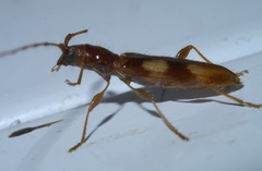 Heterachthes quadrimaculatus