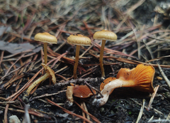 Gymnopilus decipiens