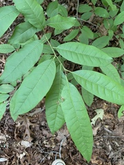 Oxydendrum