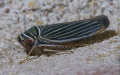 Tylozygus bifidus